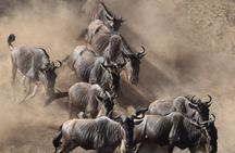 The Big Five Express:4-Day Tarangire, Serengeti&Ngorongoro Safari