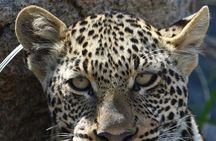The Big Five Express:4-Day Tarangire, Serengeti&Ngorongoro Safari