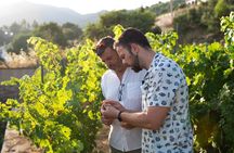 Mijas Organic Vineyard: Exclusive Sunset Wine & OliveOil Tasting