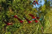 Manu Jungle Expedition 3 Days - 2 Nights from Cusco.