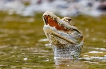 Manu Jungle Expedition 3 Days - 2 Nights from Cusco.