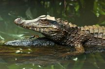 Manu Jungle Expedition 3 Days - 2 Nights from Cusco.