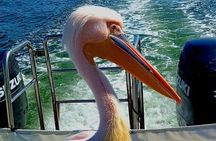 Catamaran, Kayaking & Sandwich Harbour