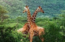 Early Morning Safari at Nairobi National Park