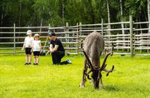 Arctic Animals - Visit to reindeer and husky farms