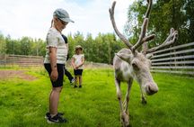 Arctic Animals - Visit to reindeer and husky farms