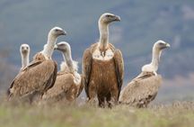 Bulgaria Nature and Wildlife Tours