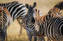 Early Morning Safari at Nairobi National Park