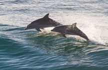 St. Augustine Wildlife Adventure: Boat Cruise & Kayak Eco Tour
