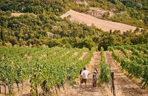 Guided tour and tasting at Fattoria La Leccia