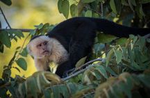 Palo Verde National Park Boat Safari with Local Cuisine