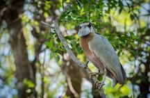 Palo Verde National Park Boat Safari with Local Cuisine