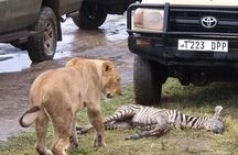 Four Days Trip to Tarangire Serengeti Ngorongoro Crater