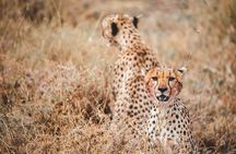 Four Days Trip to Tarangire Serengeti Ngorongoro Crater