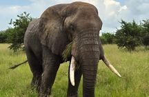 Four Days Trip to Tarangire Serengeti Ngorongoro Crater