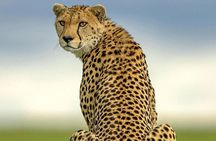 2 Days Tarangire and Ngorongoro Budget Safari in Tanzania