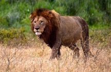2 Days Tarangire and Ngorongoro Budget Safari in Tanzania
