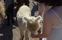 HELSINKI: the Only Alpaca Farm Tour with Guided Walk (VIP)