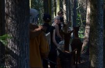 HELSINKI: the Only Alpaca Farm Tour with Guided Walk (VIP)