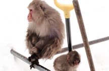 Nagano's Famous Snow Monkeys -Personalized Private Tour