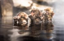 Nagano's Famous Snow Monkeys -Personalized Private Tour