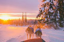 5km Husky Passenger Sled Ride Experience