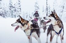 5km Husky Passenger Sled Ride Experience