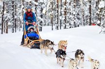 5km Husky Passenger Sled Ride Experience