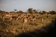 Full Day Tarangire Safari with Maasai Village Visit