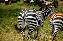 Full Day Tarangire Safari with Maasai Village Visit