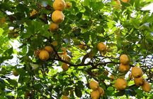 Discover Sorrento through lemons and olive trees