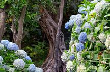 Discover Sorrento through lemons and olive trees