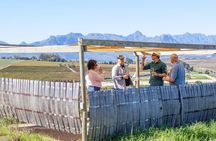 Sommelier Secret Sessions: Unlocking the Mysteries of Wine