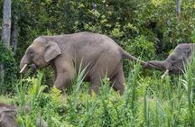 Sukau Rainforest Wildlife and Dawn Cruises Tour in Sandakan