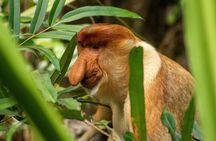 Sukau Rainforest Wildlife and Dawn Cruises Tour in Sandakan