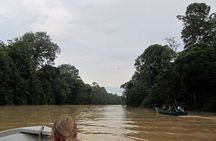 Sukau Rainforest Wildlife and Dawn Cruises Tour in Sandakan