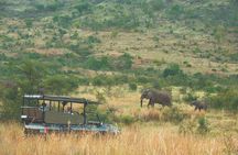 3-Day Big Five Safari in Pilanesberg National Park