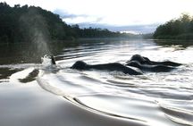 Sandakan: 2D1N Sukau Rainforest Wildlife Journey and Cruises