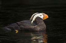 Port Townsend Wildlife Watching Boat Cruise