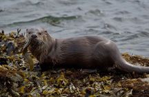 Port Townsend Wildlife Watching Boat Cruise