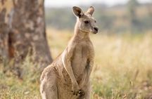 Melbourne wildlife nature hike with Kangaroos and sunset picnic!
