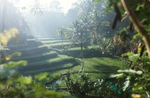 Ubud : Full-Day Monkey Forest, Rice Terrace, Temple & Waterfall