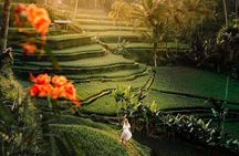 Ubud : Full-Day Monkey Forest, Rice Terrace, Temple & Waterfall