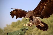 Premium Red Dunes Safari | Camel Ride | Dune Bashing | Sand Ski 