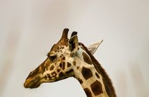 Giraffe house and Cheetahs encounter Tour with Wine tasting