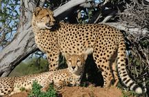 Giraffe house and Cheetahs encounter Tour with Wine tasting