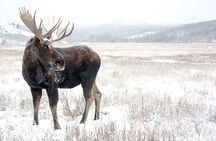 Active Winter Adventure in Yukon | 6 days