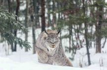 Active Winter Adventure in Yukon | 6 days