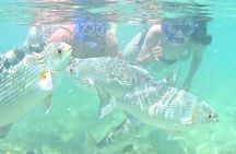 Snorkeling in Waikiki Many Fish All Levels Free Video & Pics! 