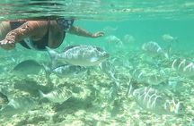 Snorkeling in Waikiki Many Fish All Levels Free Video & Pics! 